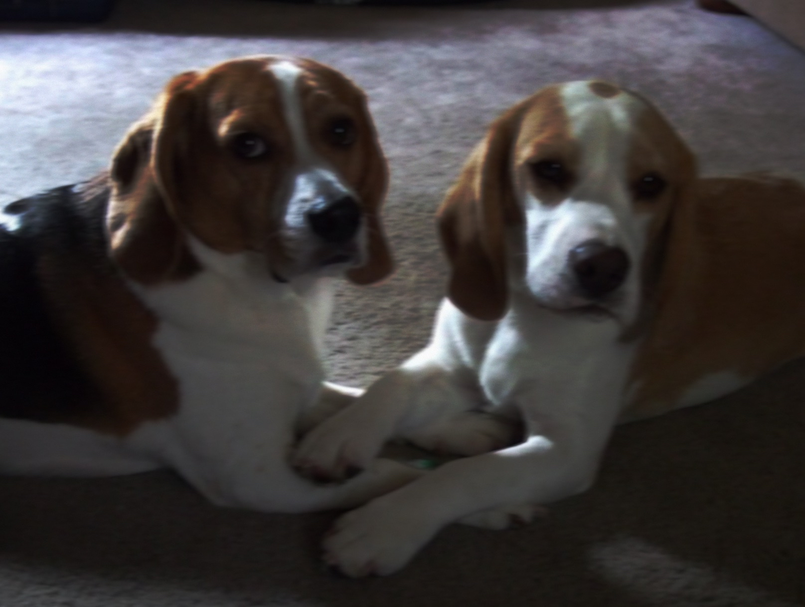 hobo and marcie but old