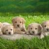 lostdog pfp